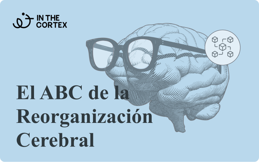 ABC-reorganizacion-cerebral