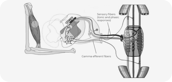 arm-scheme